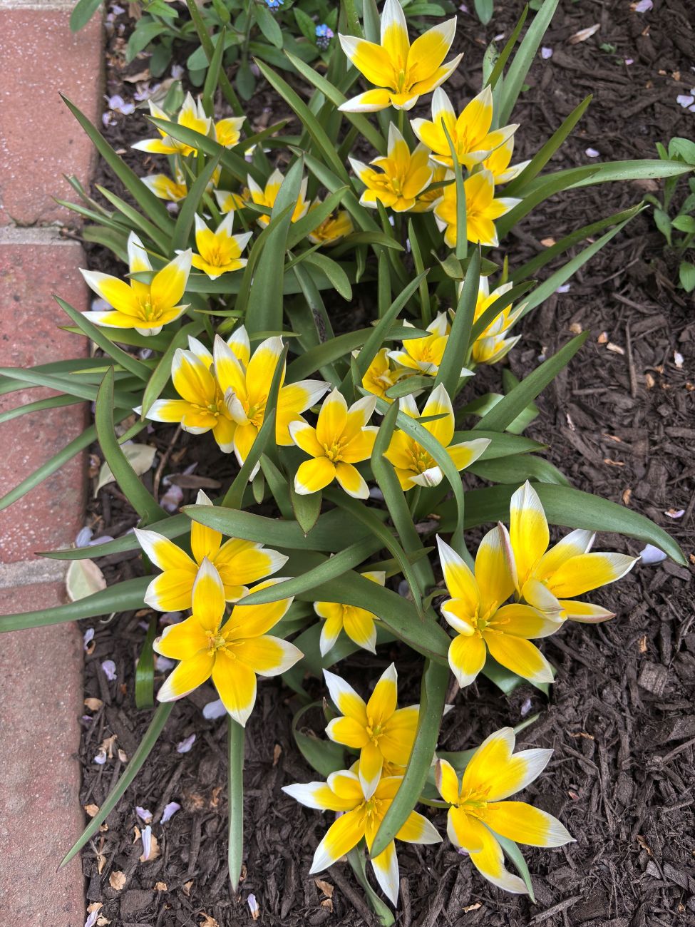 Tulipa tardiflora