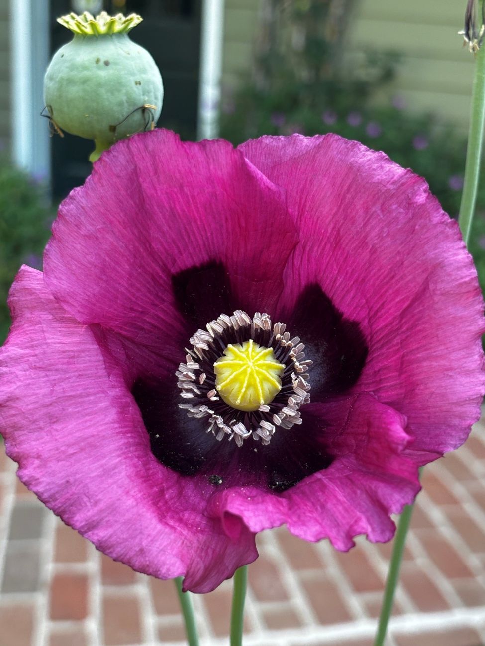 breadseed poppy