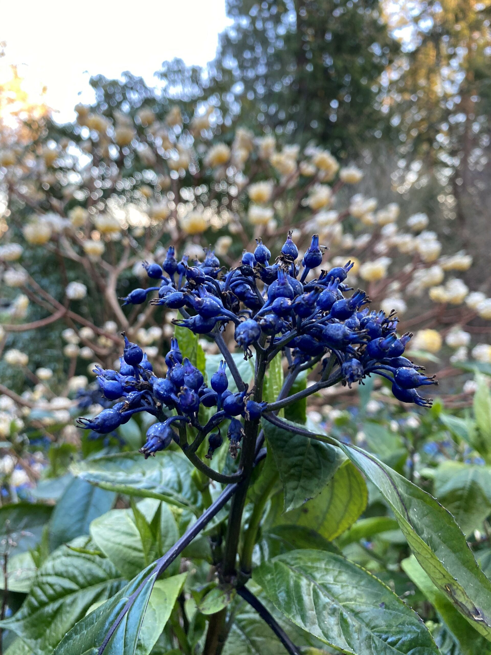 Blue hydrangea blooms closeup by Daniel J. Hinkley