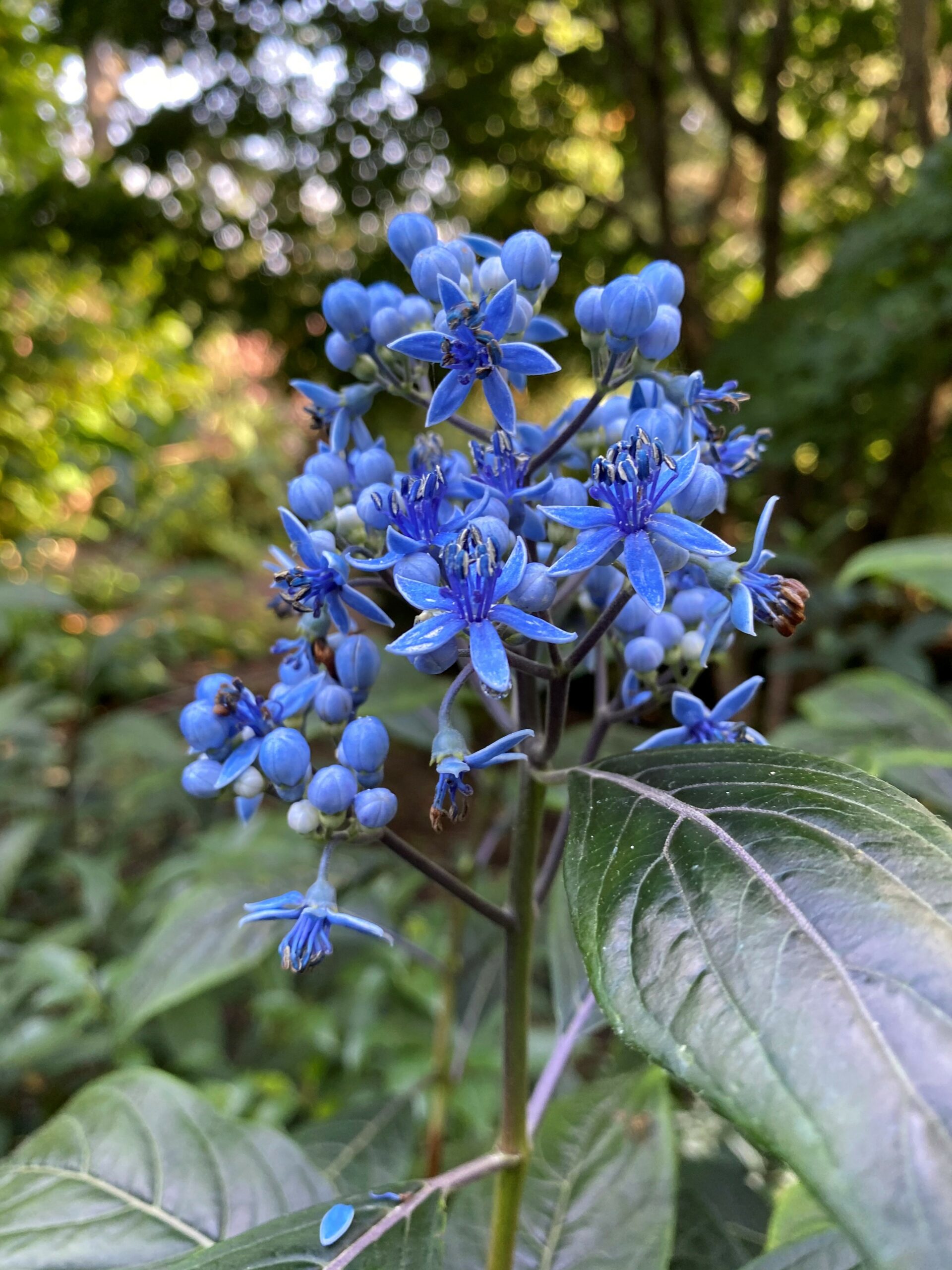 Blue hydrangea flowers by Dan Hinkley