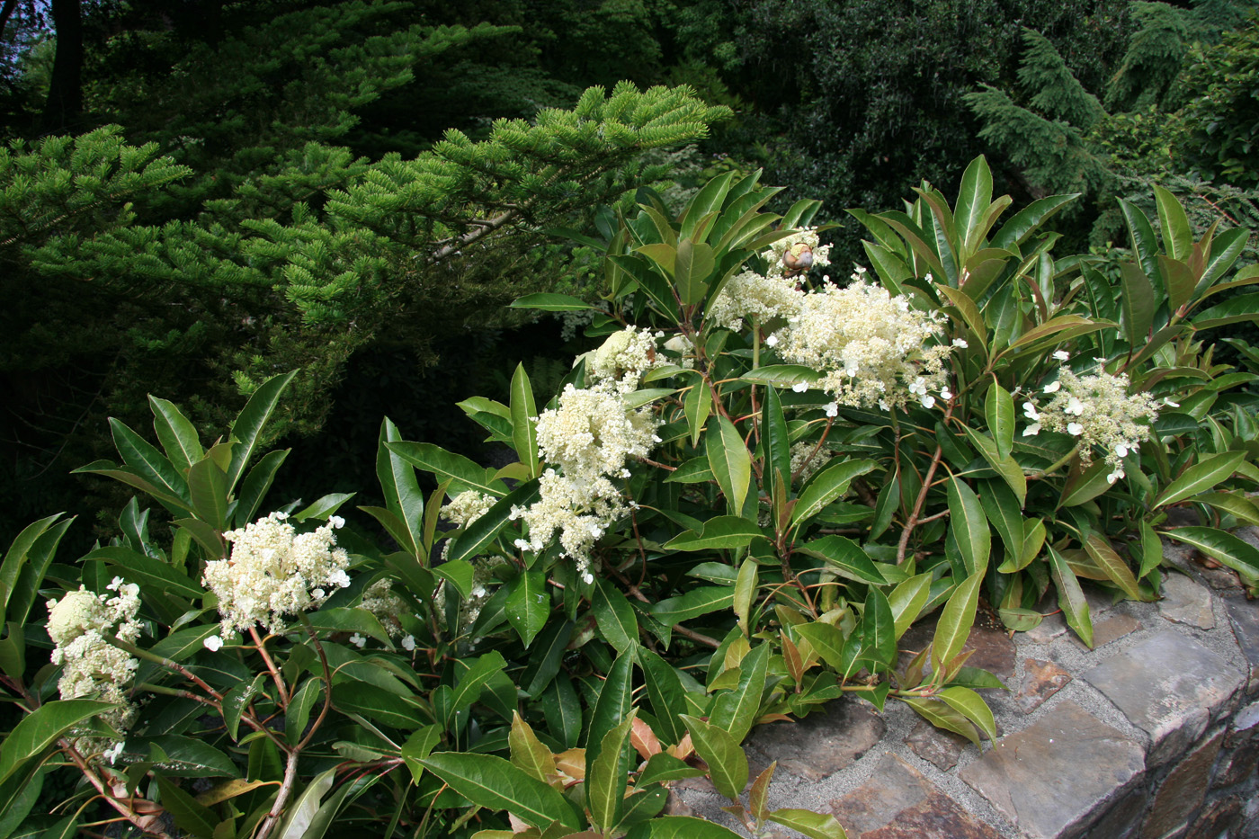 Hydrangea integrifolia