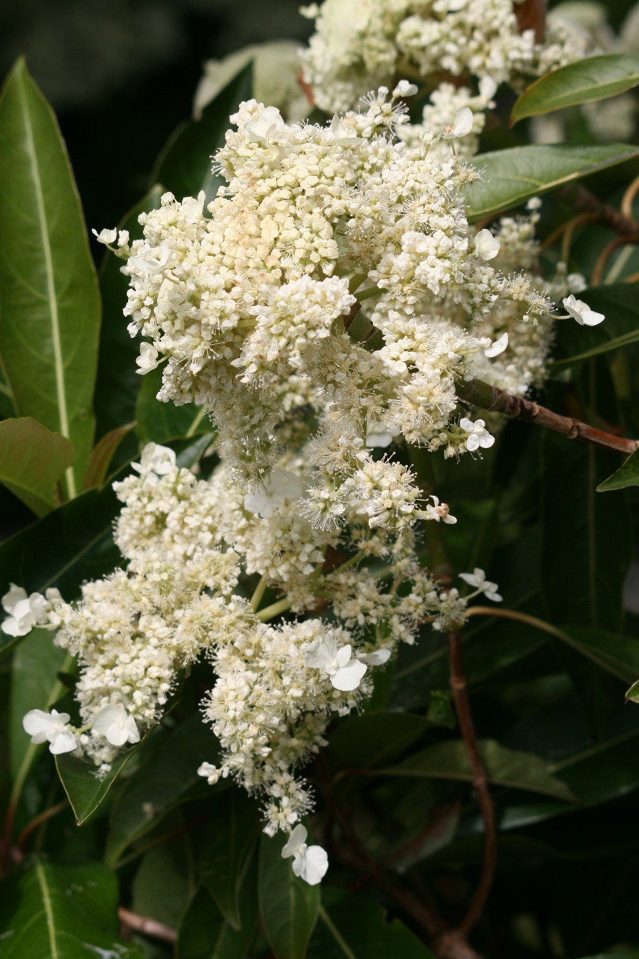 Hydrangea integrifolia