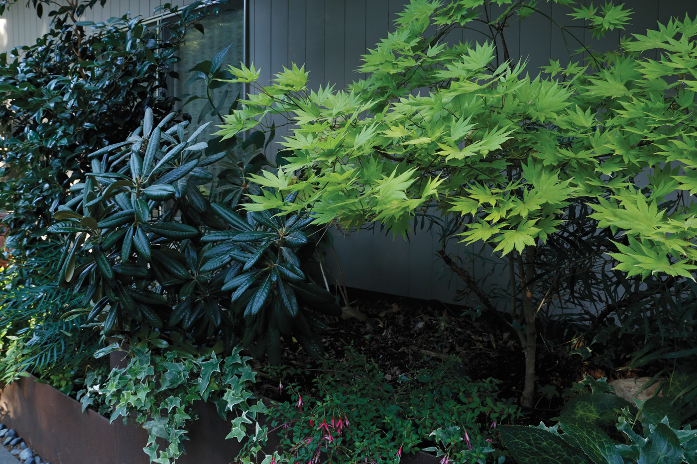 Parsons planter combos photo by Carol Collins
