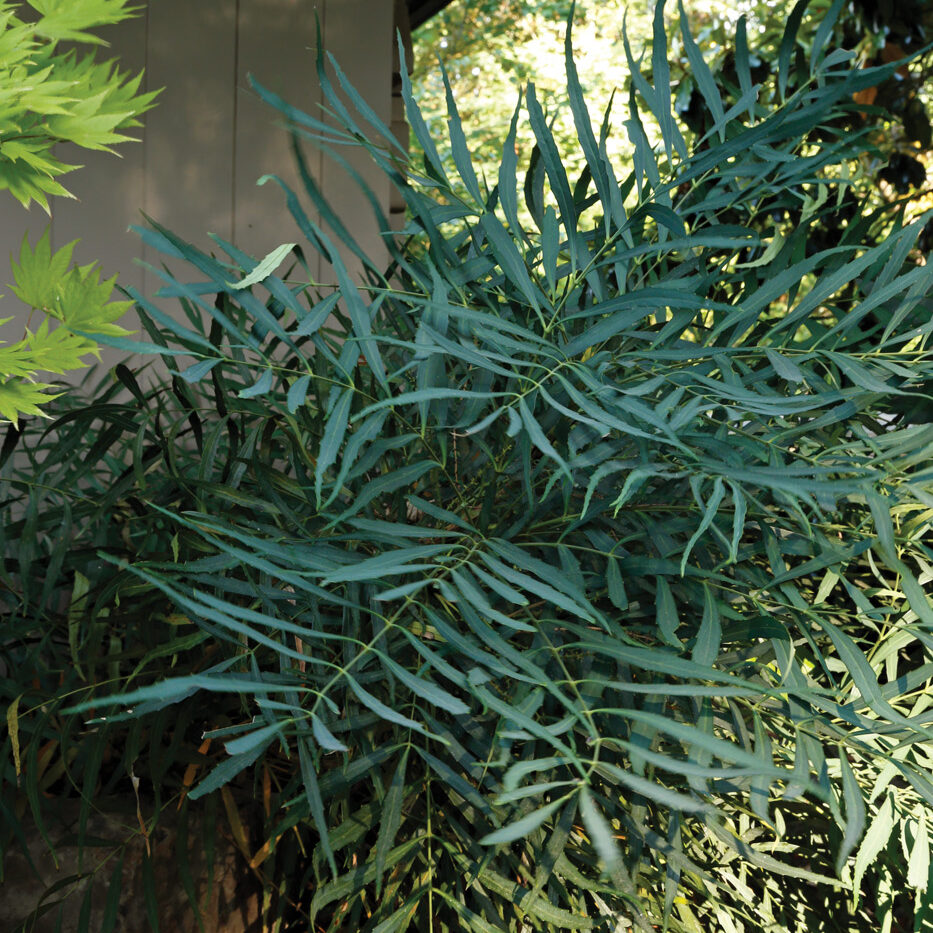 Parsons Soft Caress mahonia photo by Carol Collins