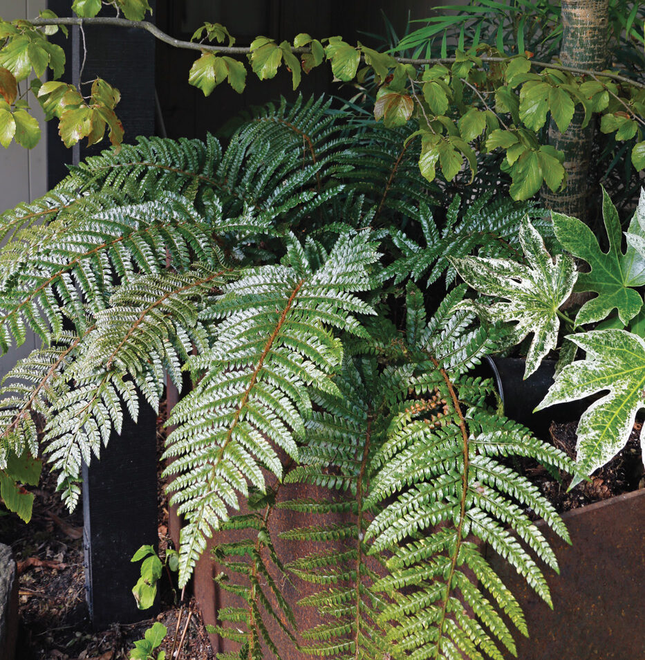 Parsons Polystichum polyblepharum photo by Carol Collins
