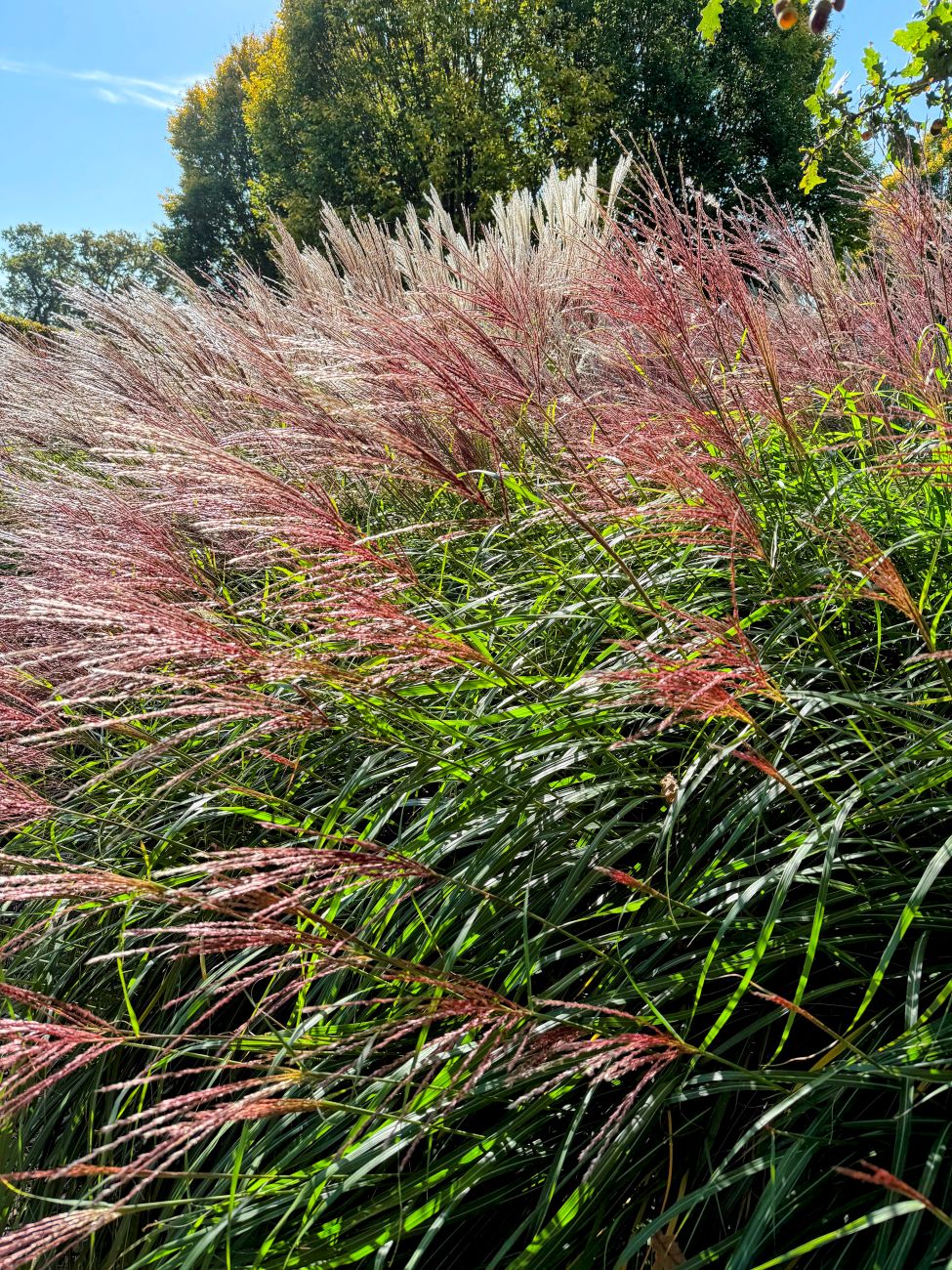 Chinese silver grass, Miscanthus