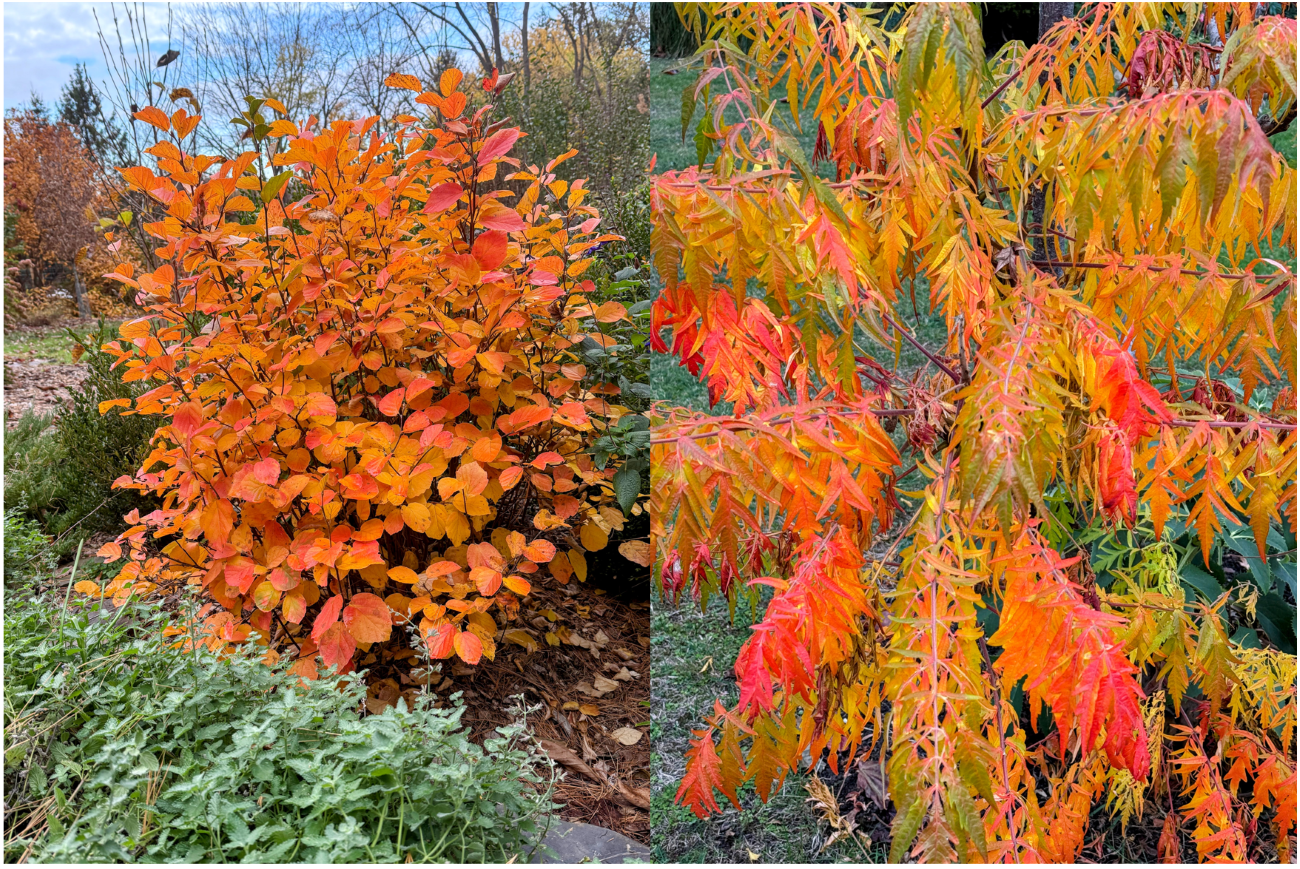 fothergilla, rhus