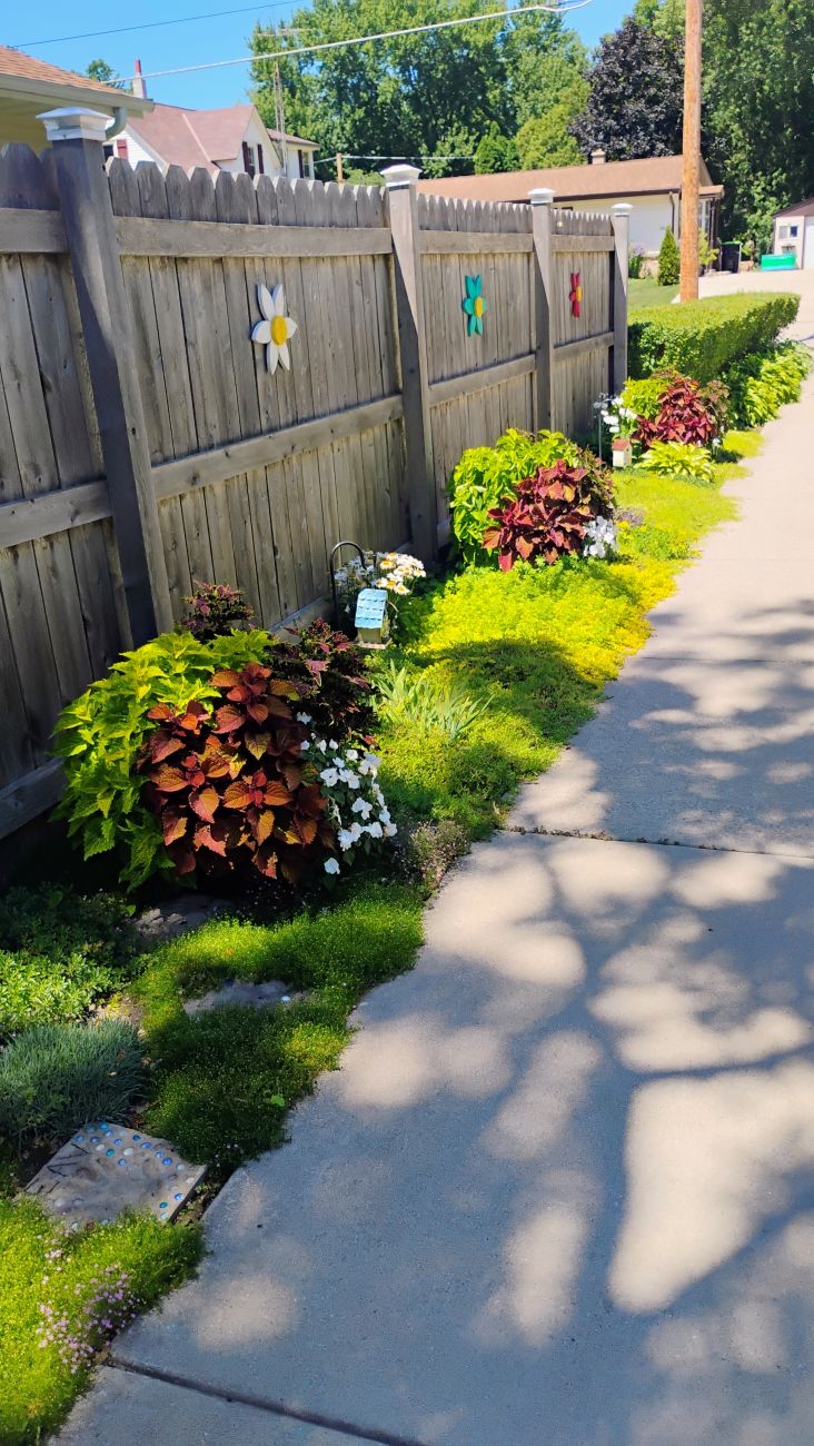 annuals, side garden, groundcover