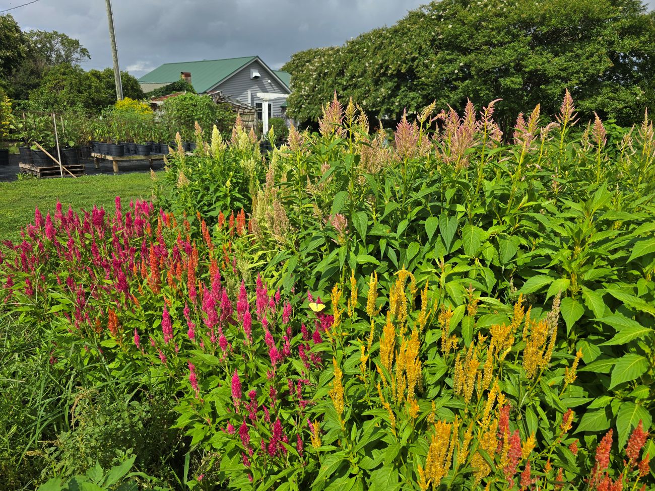 celosia