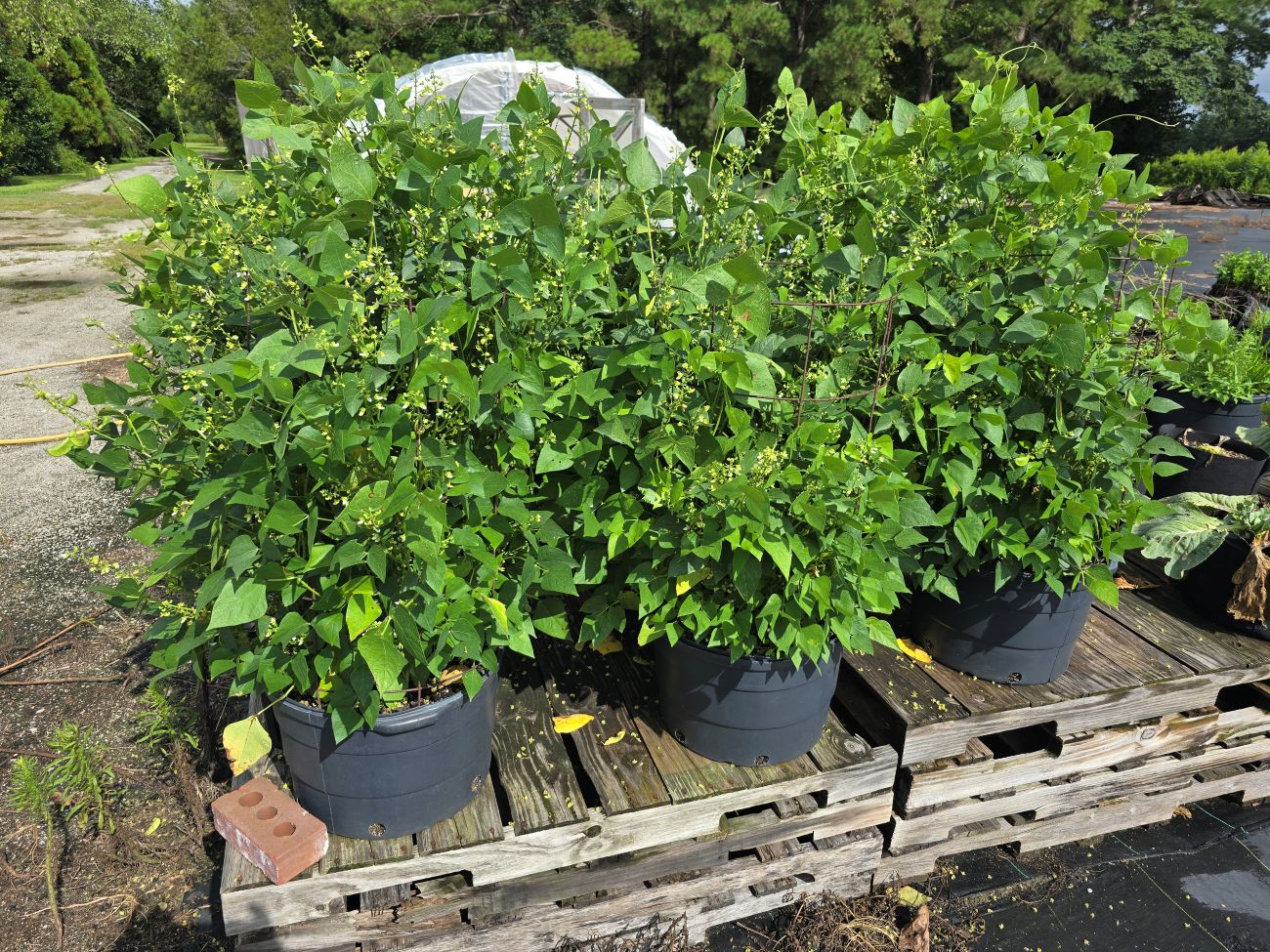 Butterfly pea, container garden