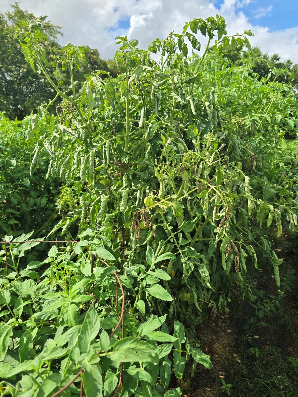 tomato spotted wilt virus, TSWV,