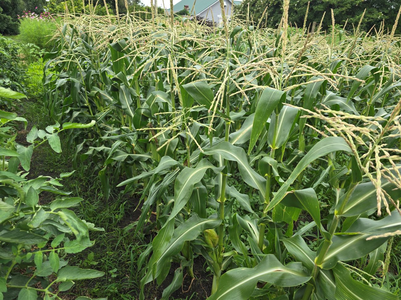 Seminole corn, vegetable garden