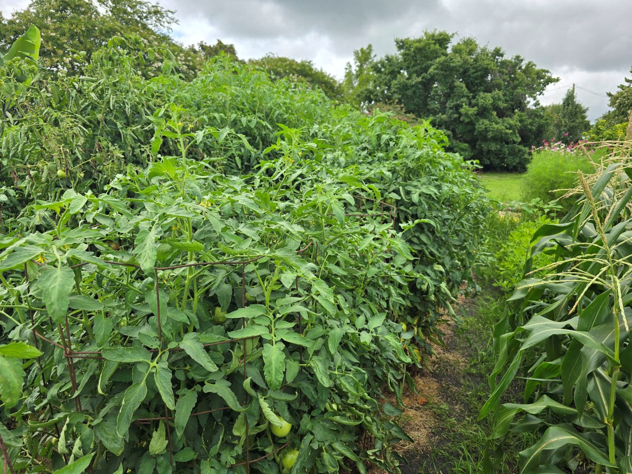‘Hossinator’ tomato, vegetable garden