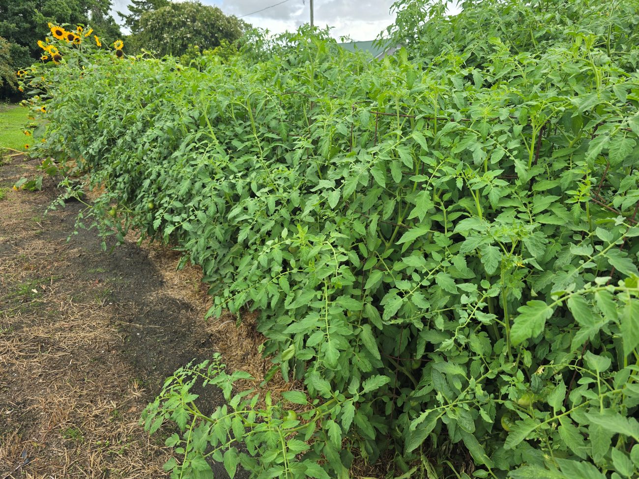 ‘Purple Boy’ tomato, vegetable garden