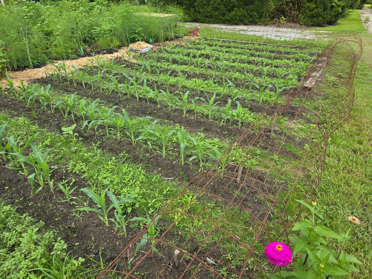 garden plot, vegetable garden,