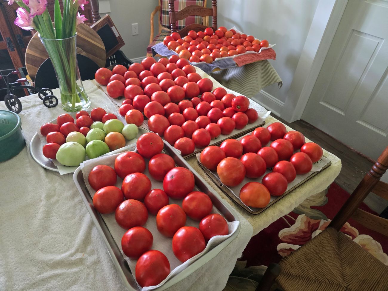 tomato harvest, canning