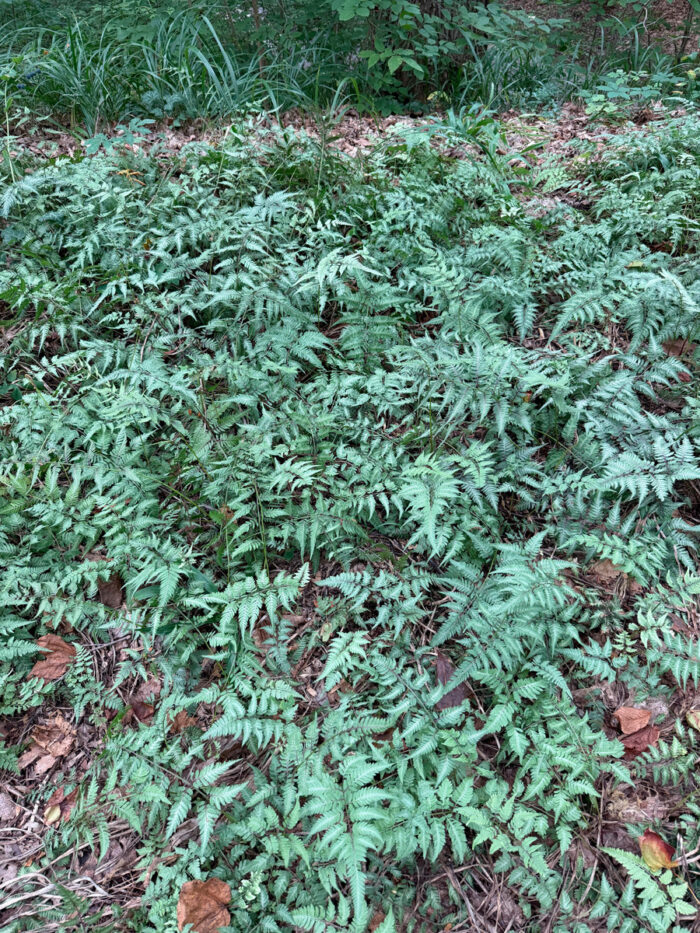 Japanese painted fern