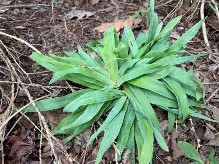Broad-leaf sedge