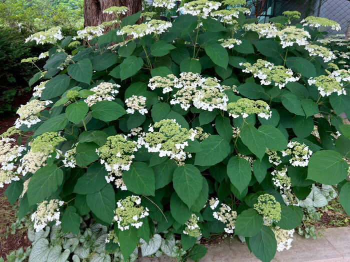 ‘Haas' Halo smooth hydrangea