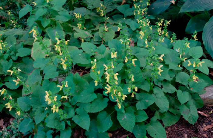 Japanese yellow sage