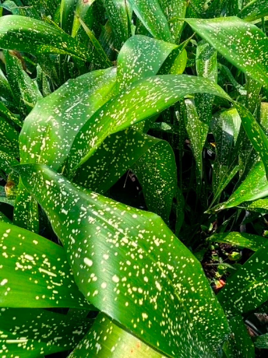 'Spek-tacular' cast-iron plant