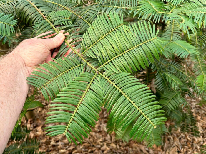 Chinese plum yew