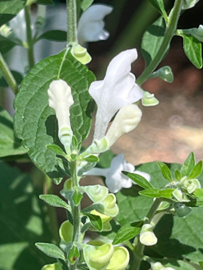 ‘Prairie Snow’ downy skullcap