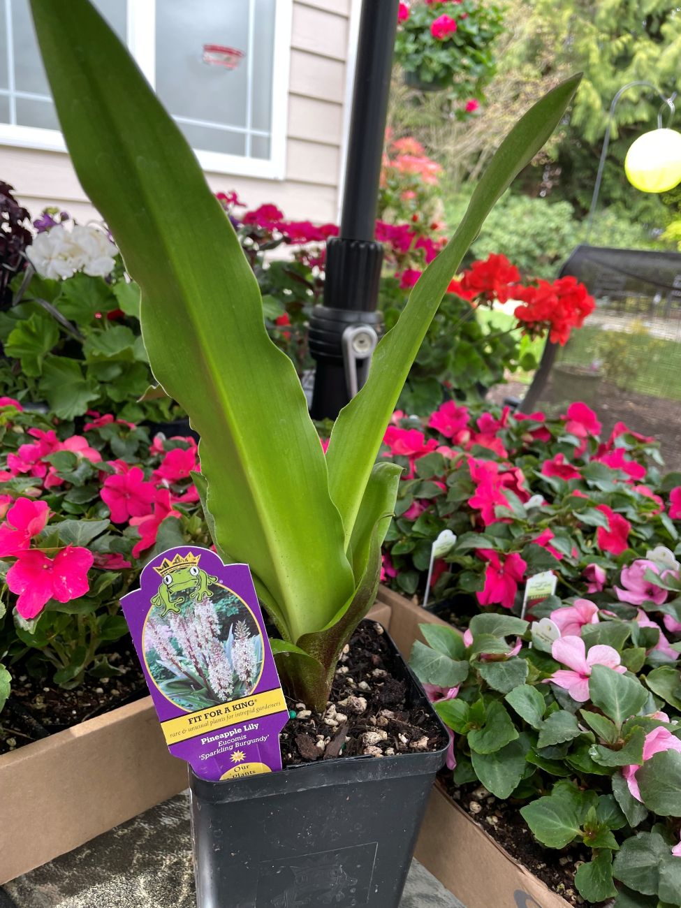 Eucomis comosa ‘Sparkling Burgundy’, Pineapple lily