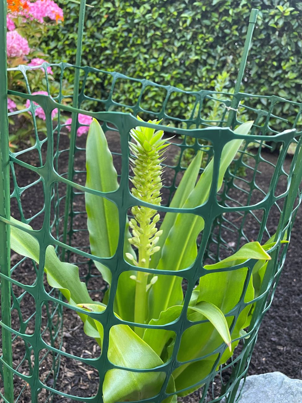 Eucomis comosa ‘Sparkling Burgundy', pineapple lily
