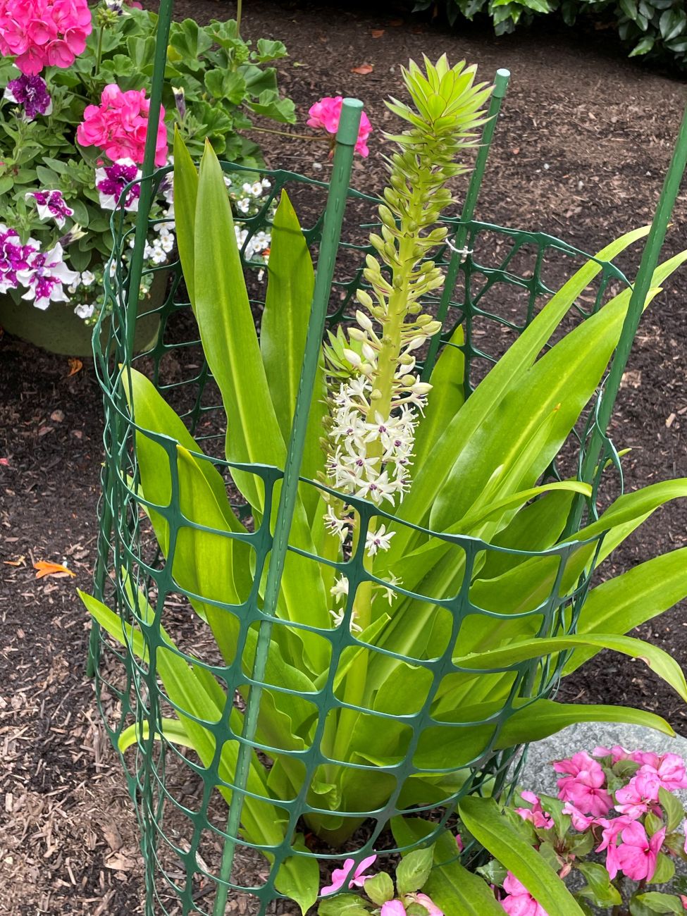 Eucomis comosa ‘Sparkling Burgundy', pineapple lily