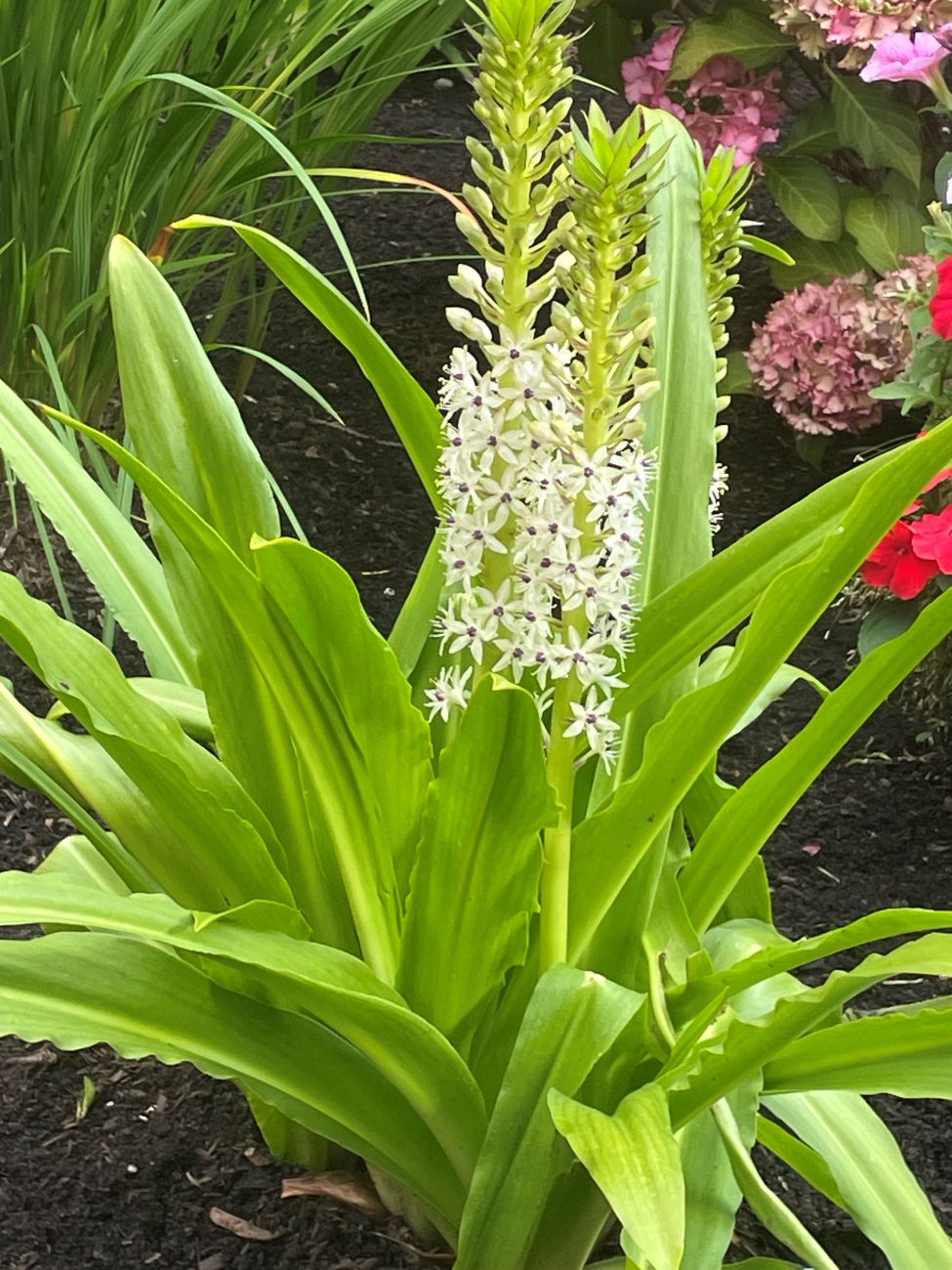 Eucomis comosa ‘Sparkling Burgundy', pineapple lily