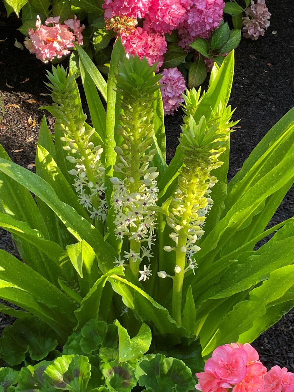 Eucomis comosa ‘Sparkling Burgundy', pineapple lily