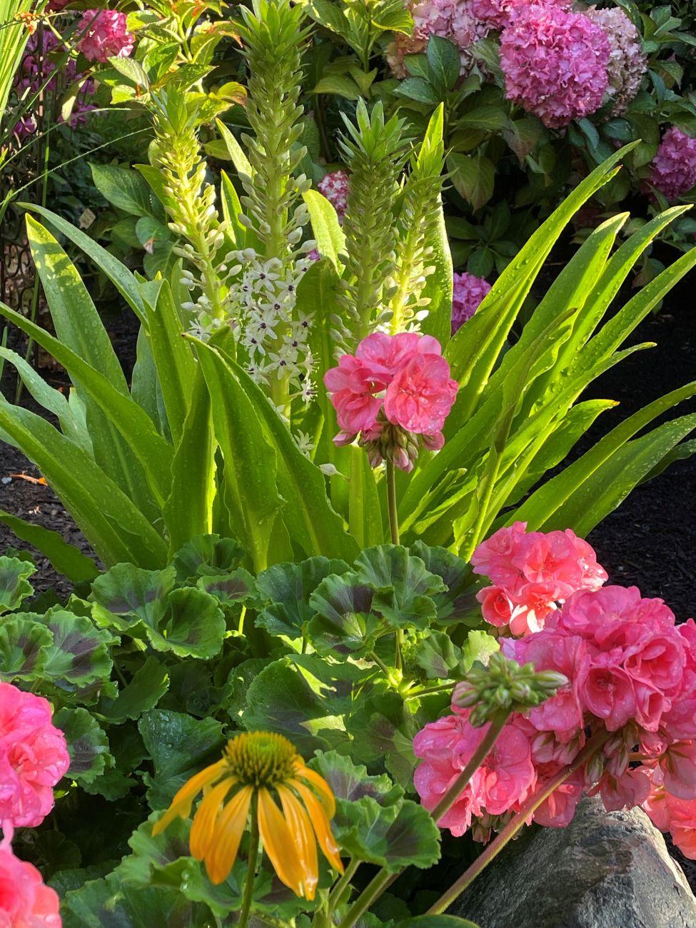 Eucomis comosa ‘Sparkling Burgundy', pineapple lily