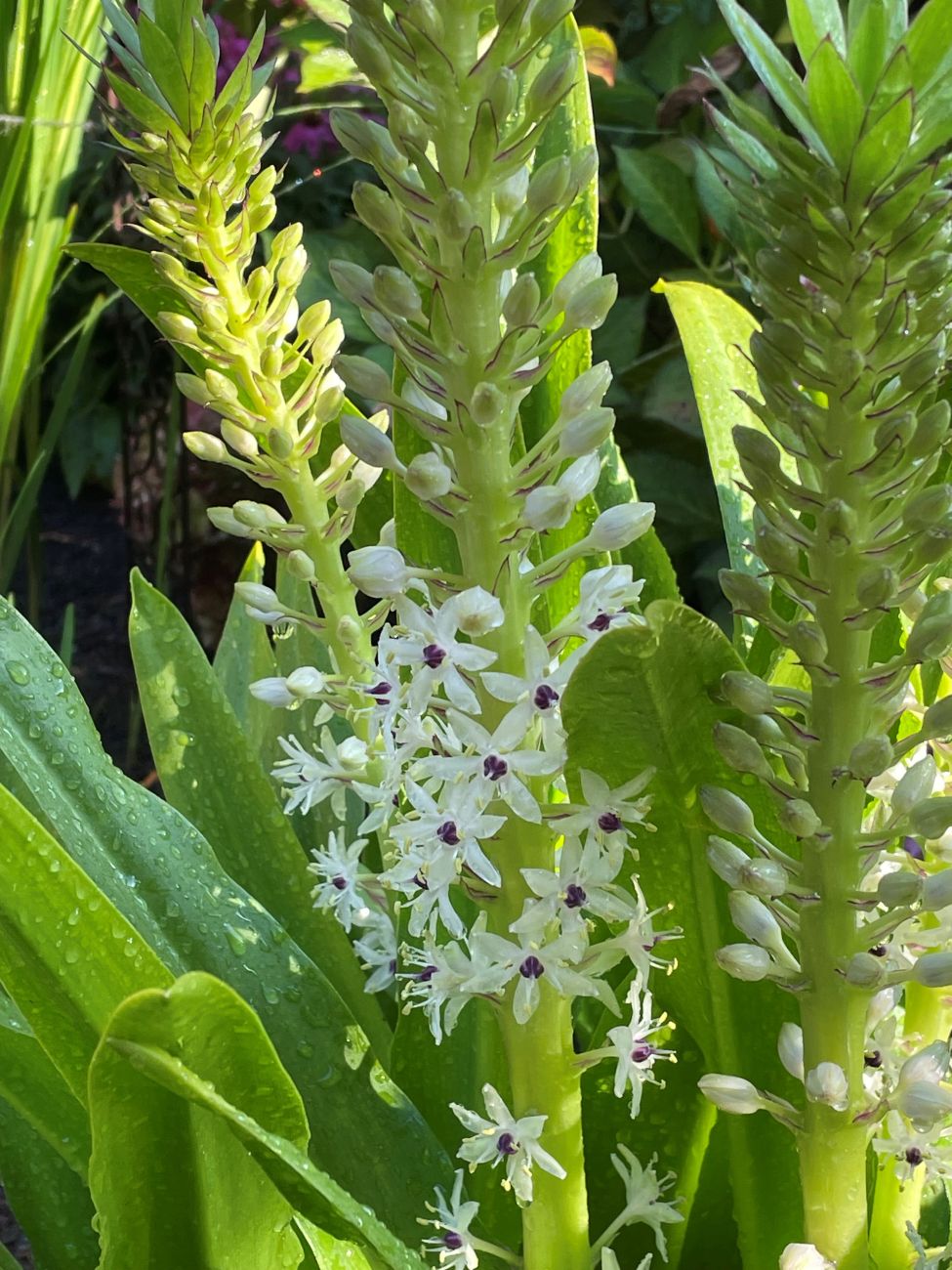 Eucomis comosa ‘Sparkling Burgundy', pineapple lily