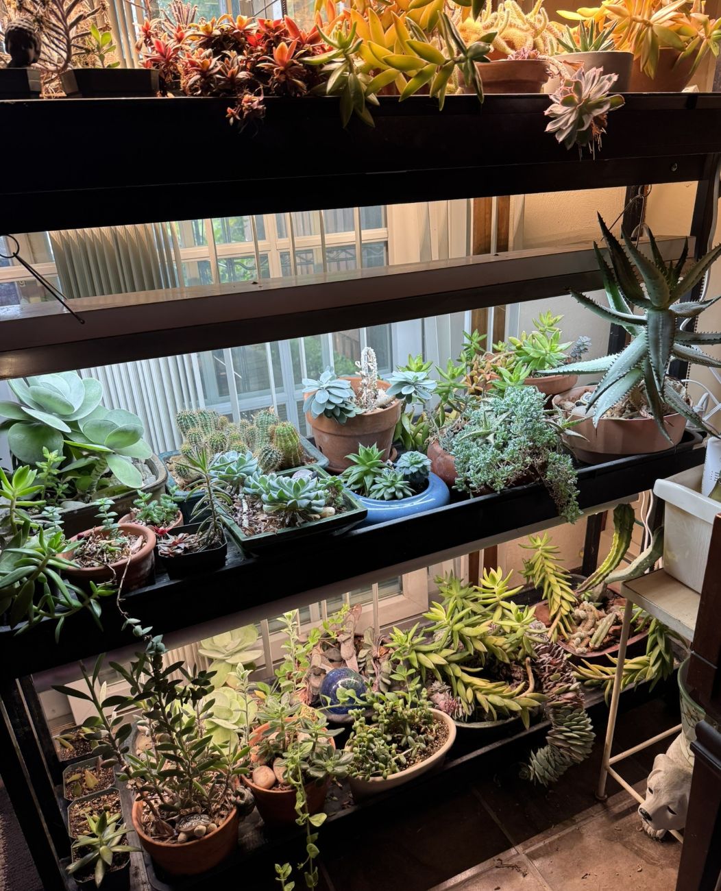 indoor plants, plant stand, succulents, cacti