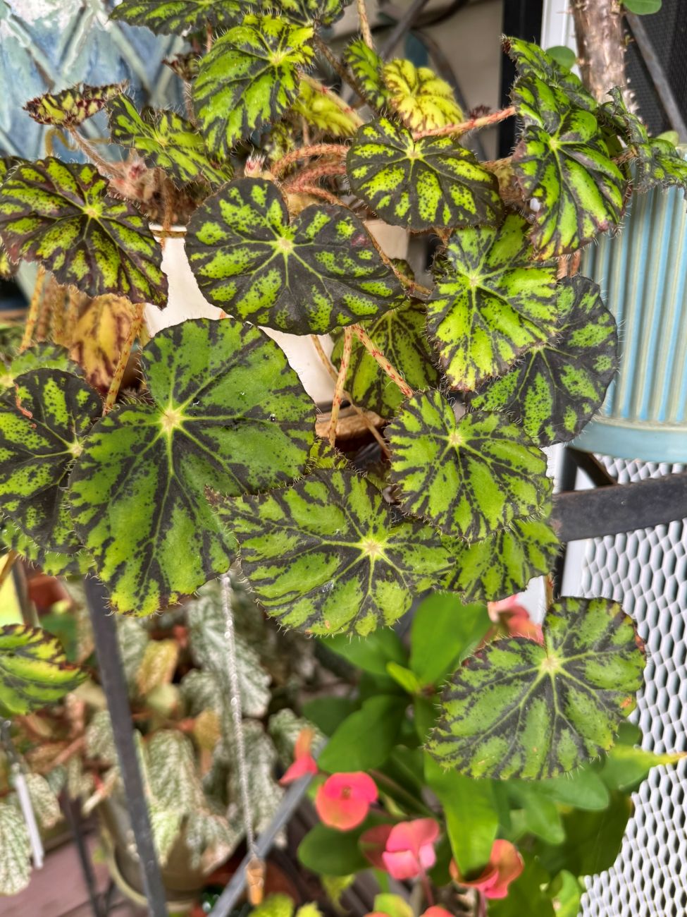 lime fever begonia, indoor plants