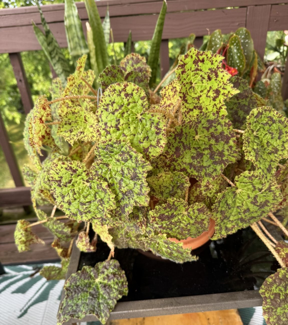 marmaduke begonia, indoor plants