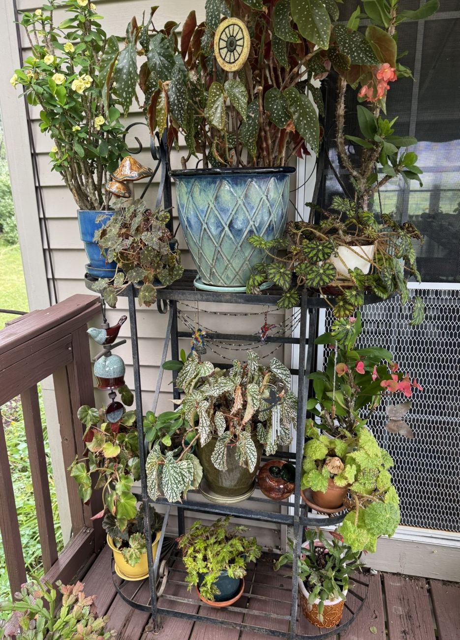 tropical plants, begonias, snowcap begonia