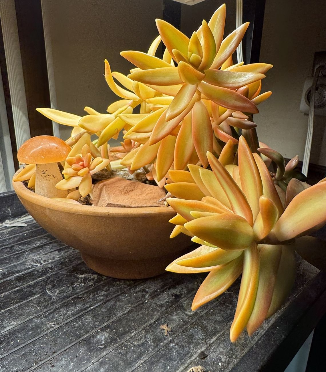 succulents, house plants, indoor plants, echeveria