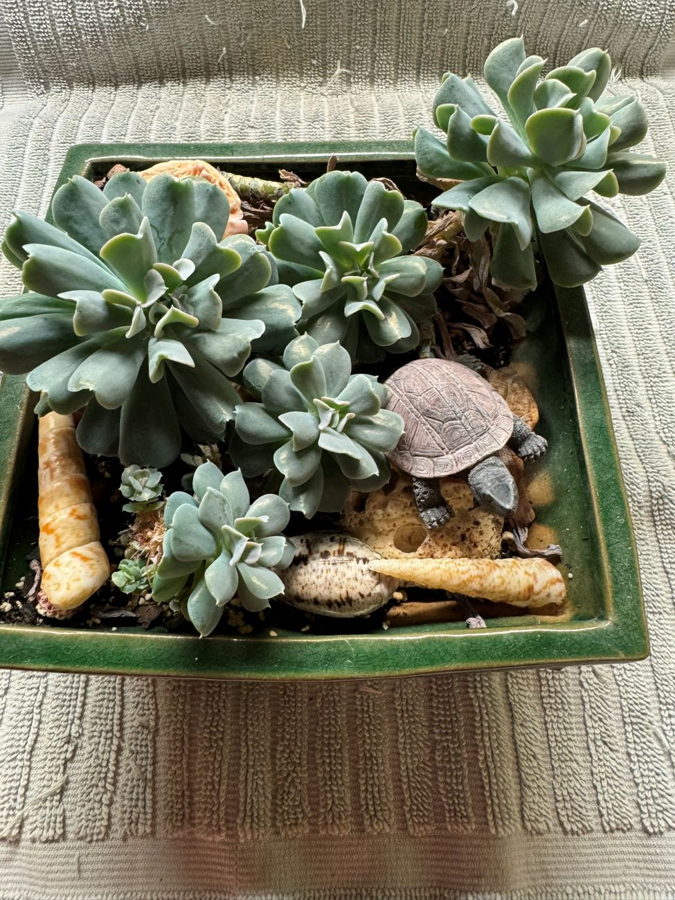 succulent container, indoor plants