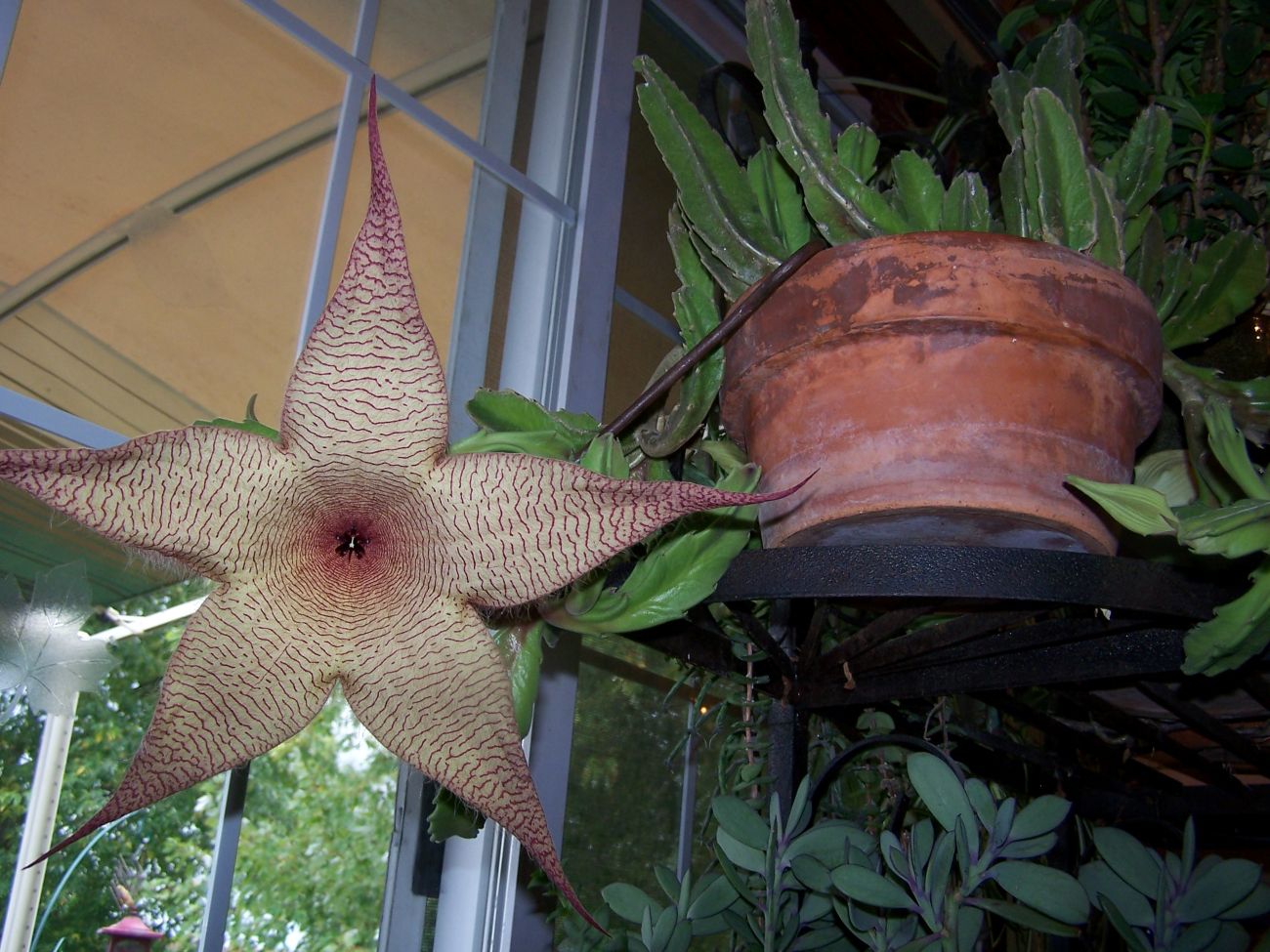stapelia, bloom, stapelia bloom, cacti, succulents, indoor plants