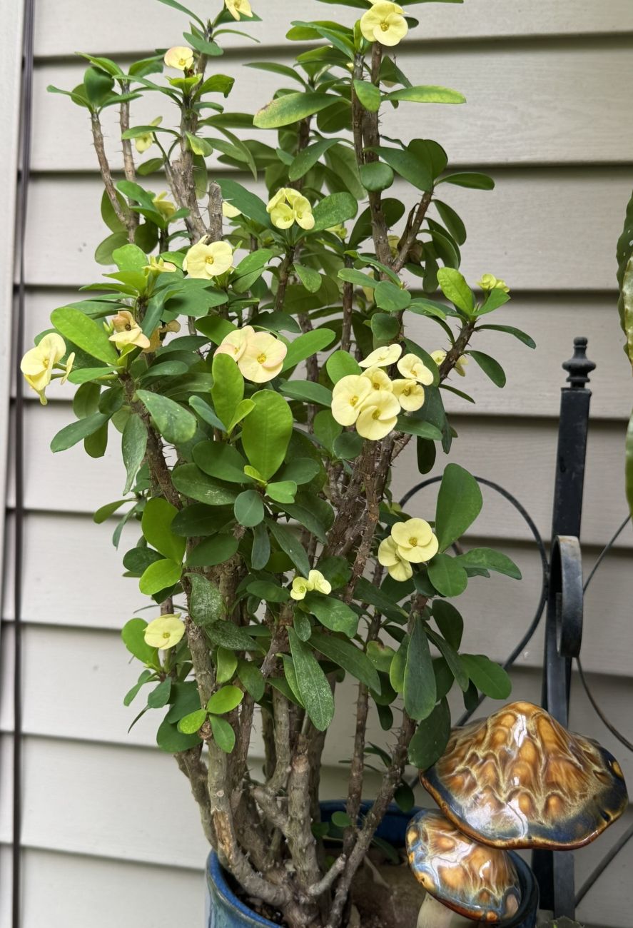 yellow euphorbia