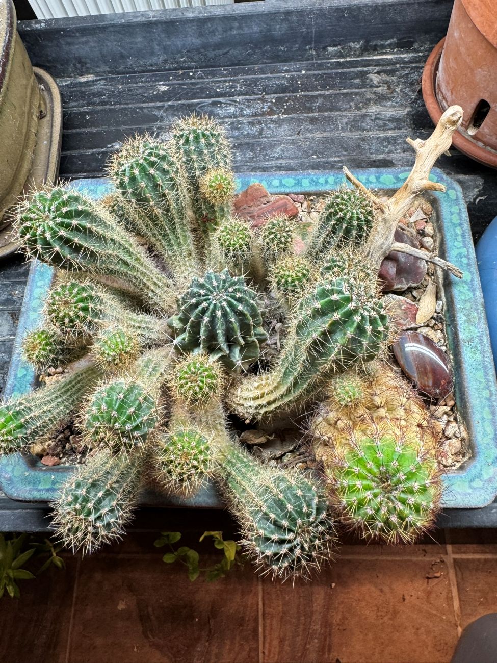cacti, indoor plants, container plants, succulents