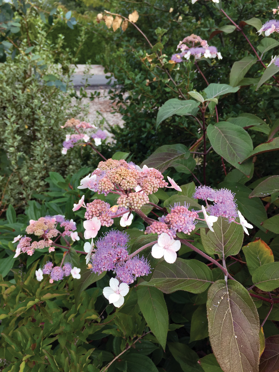 Plum Passion hydrangea