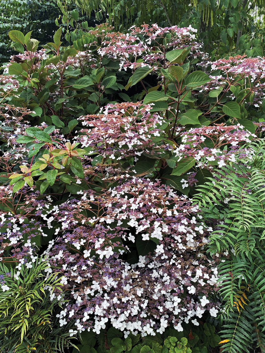 Hydrangea robusta