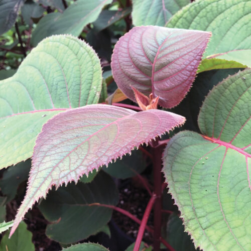 Hydrangea robusta detail