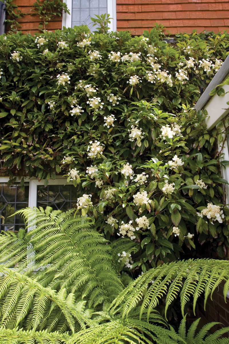 Mexican climbing hydrangea
