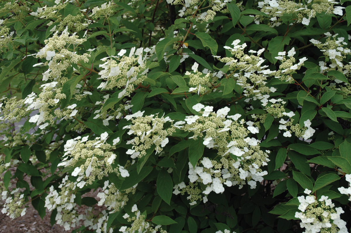 Woolly hydrangea