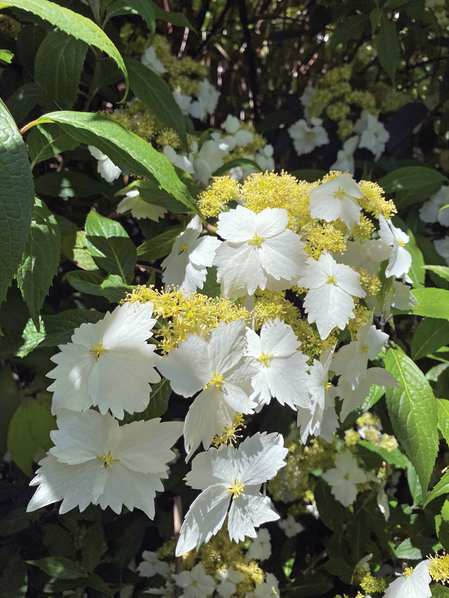 Golden Crane hydrangea