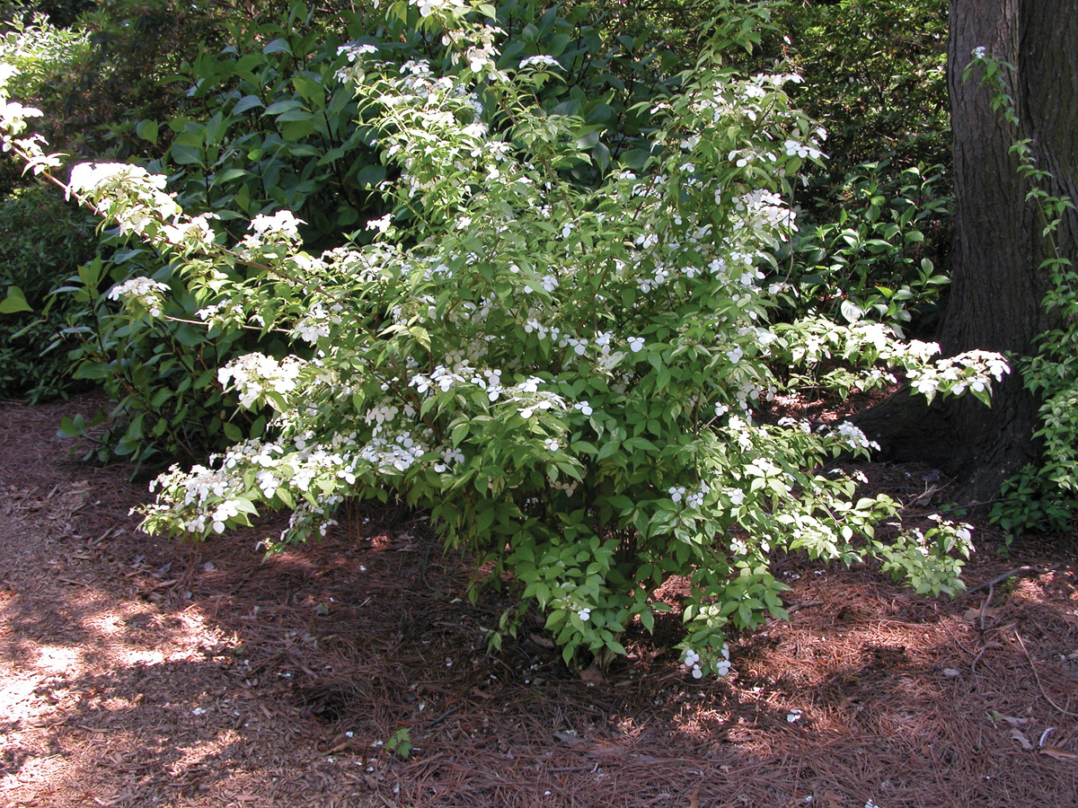 Fragrant Splash hydrangea
